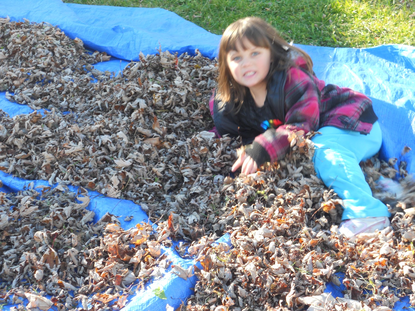 FUN FACTS ABOUT LEAVES FOR PRESCHOOL visual data 2