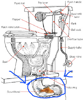 where does flush toilet bend closet dead sunday special magazine fishy really pipe