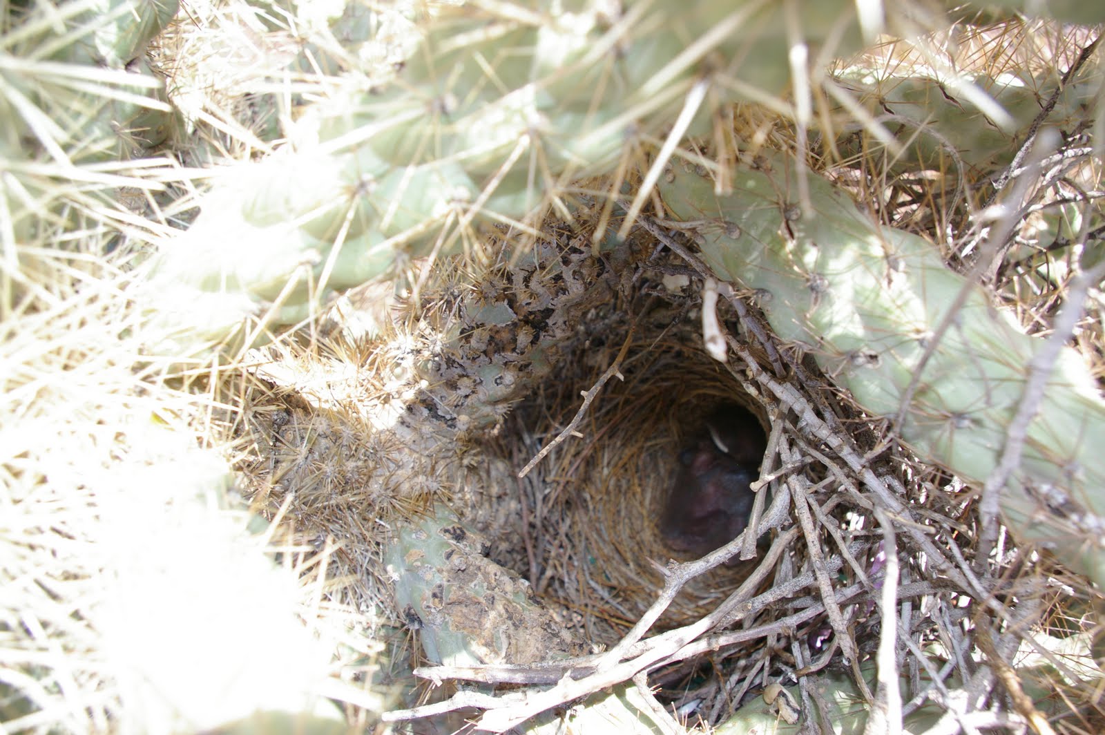 Arizona Gronseth Report: Baby Curve-Billed Thrasher