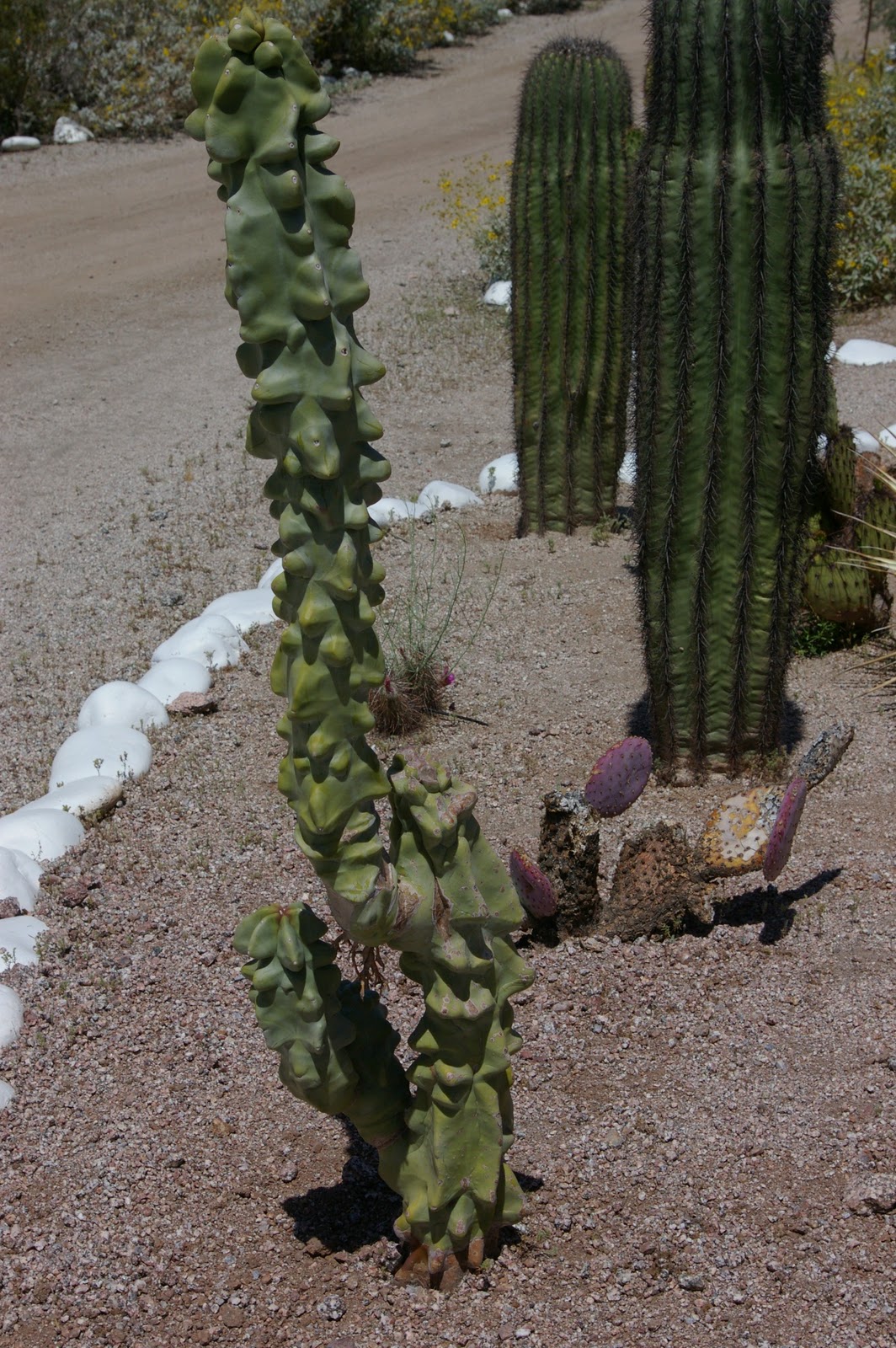 Totem Pole Cactus Flower