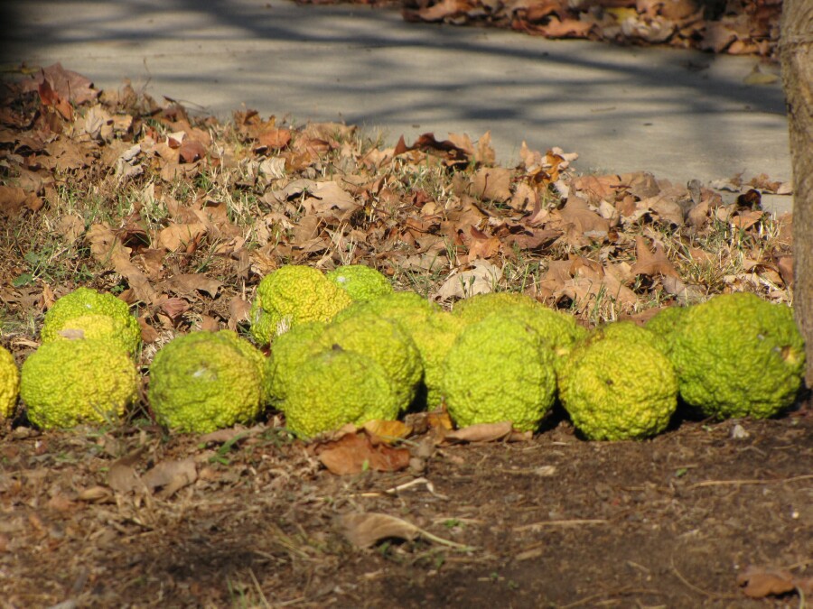 Tulsa Gentleman OsageOrange, HorseApple, Bois D'Arc