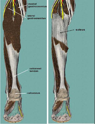 Anatomy of Foot and Ankle | Podiatry