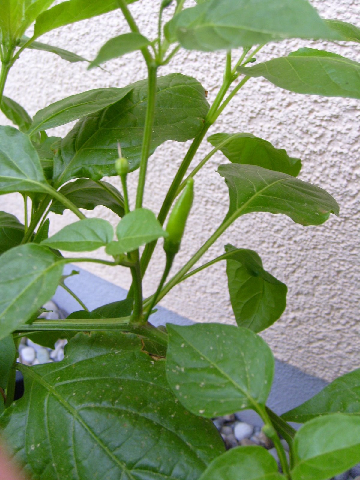 [S7000513.JPG]