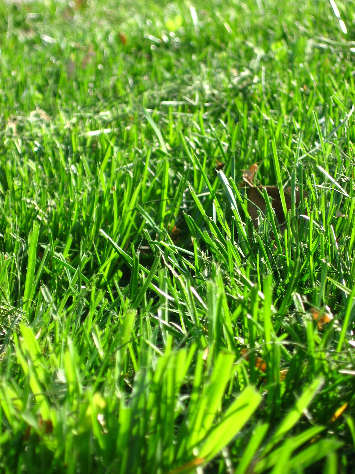 This is the day the Lord has made! Day 55 Freshly cut grass