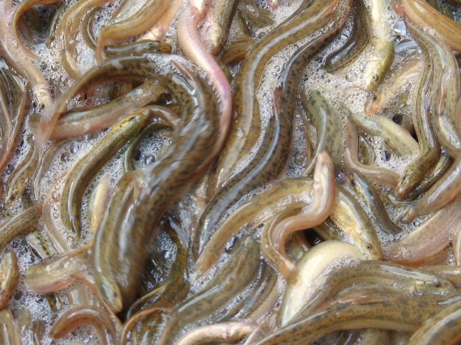 Cook & Look! Loach souptobe