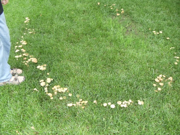 The Box House Fairy Ring In The Garden! A mushroom circle appears in