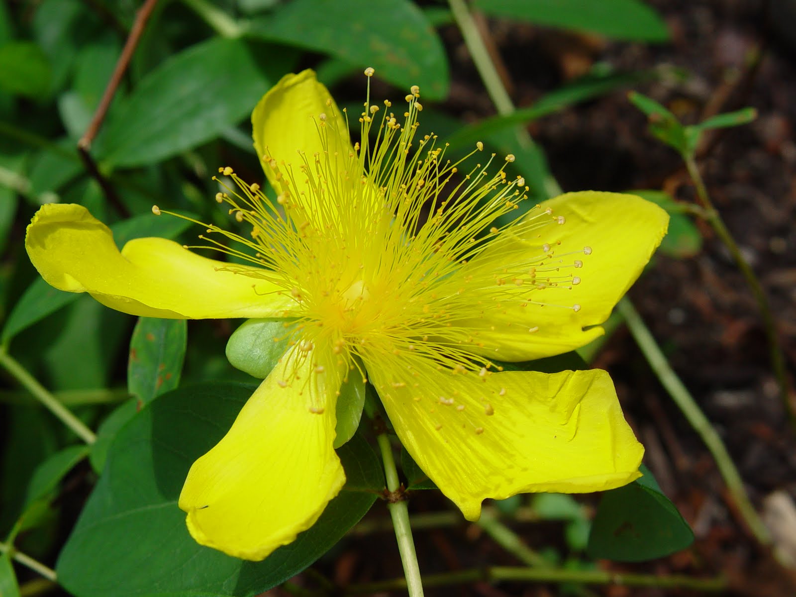 Flipside Wordless WednesdaySt. John's Wort