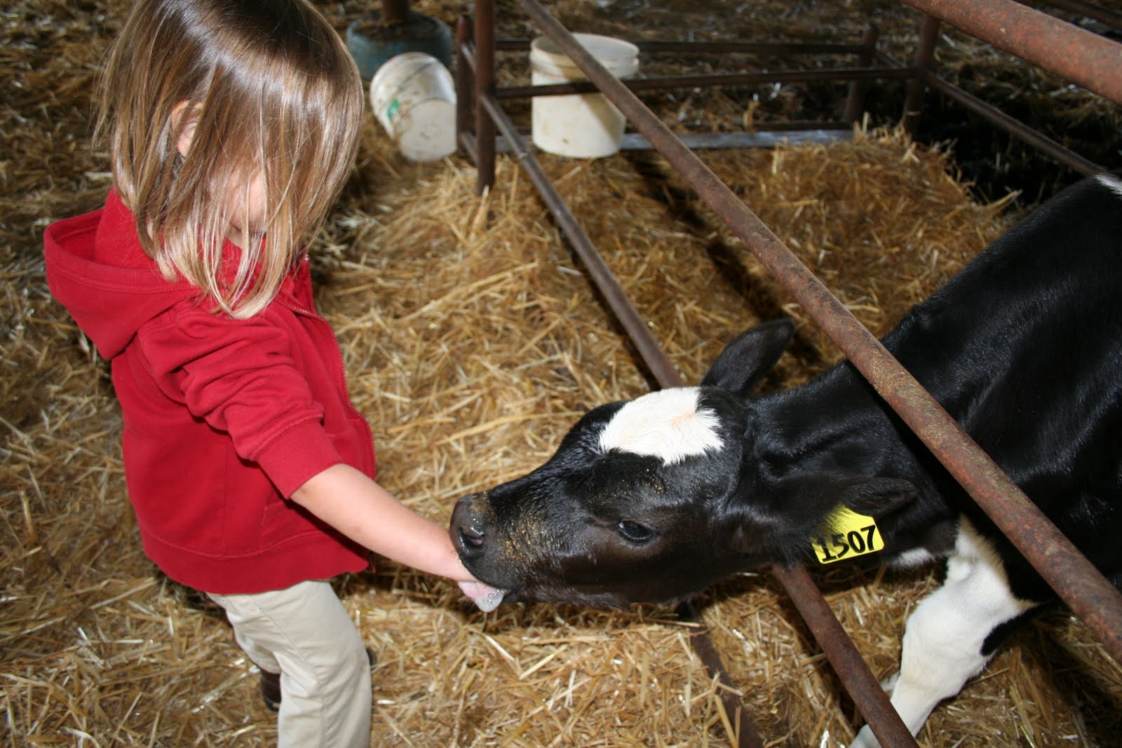 Paige LOVES the calves. 