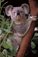 K-animal-Koala, k for Koala wallpapers