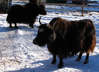 Y animal - yaks, Y for yaks pics