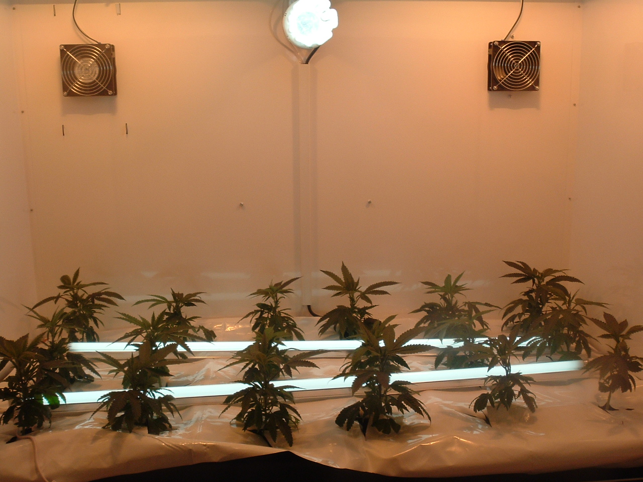 [after+3+days,+add+2-4+4+foot+sunblasters+and+a+compact+flourescent.+turn+co2+t0+flow+2.jpg]