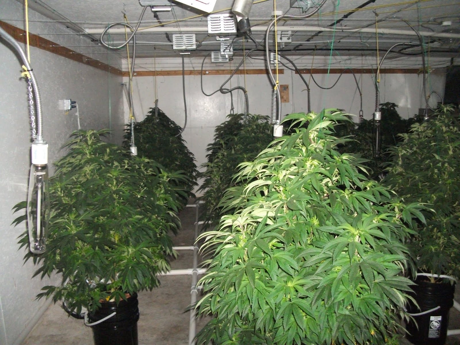 grow your own: the kind canna collective - med grow make over