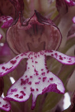 Ophrys purpurea