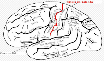 cisura de silvio y rolando
