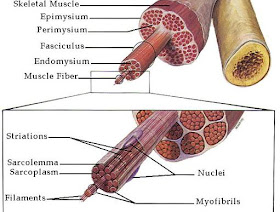 Science Medicine Skeletal Muscle