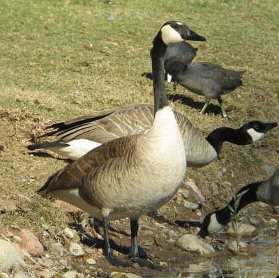 1 1 canada goose