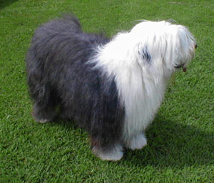 The Cutest Animals In The World: The Sheep Dog