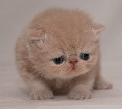 fluffy+kitten.jpg