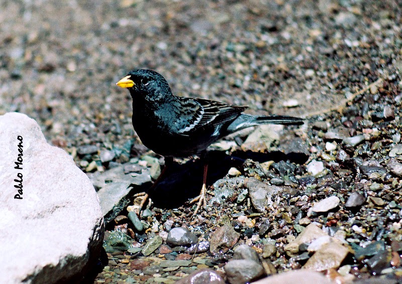 Aves de Mendoza Yal negro(Rhopospina fruticeti)