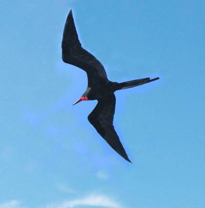 http://4.bp.blogspot.com/_kdI2XIp5bCE/S9U4WZqTSAI/AAAAAAAAADg/cnxlpzSH_pQ/s1600/frigate.jpg