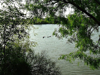 3 ducks in a row