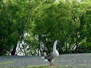 A nice big o' gander goose to greet us at the parking lot! Caution! It's nesting time!!