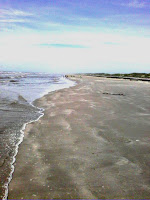 DARK area -center between surf and dune on the horizon is a flock of pelicans