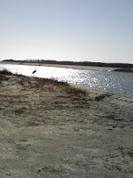 heron on the bank...silhouette