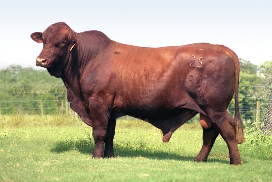 King Ranch Texas >> Desarrollo y Defensa: Ganado vacuno: Raza Santa Gertrudis King Ranch Texas >> Desarrollo y Defensa: Ganado vacuno: Raza Santa Gertrudis