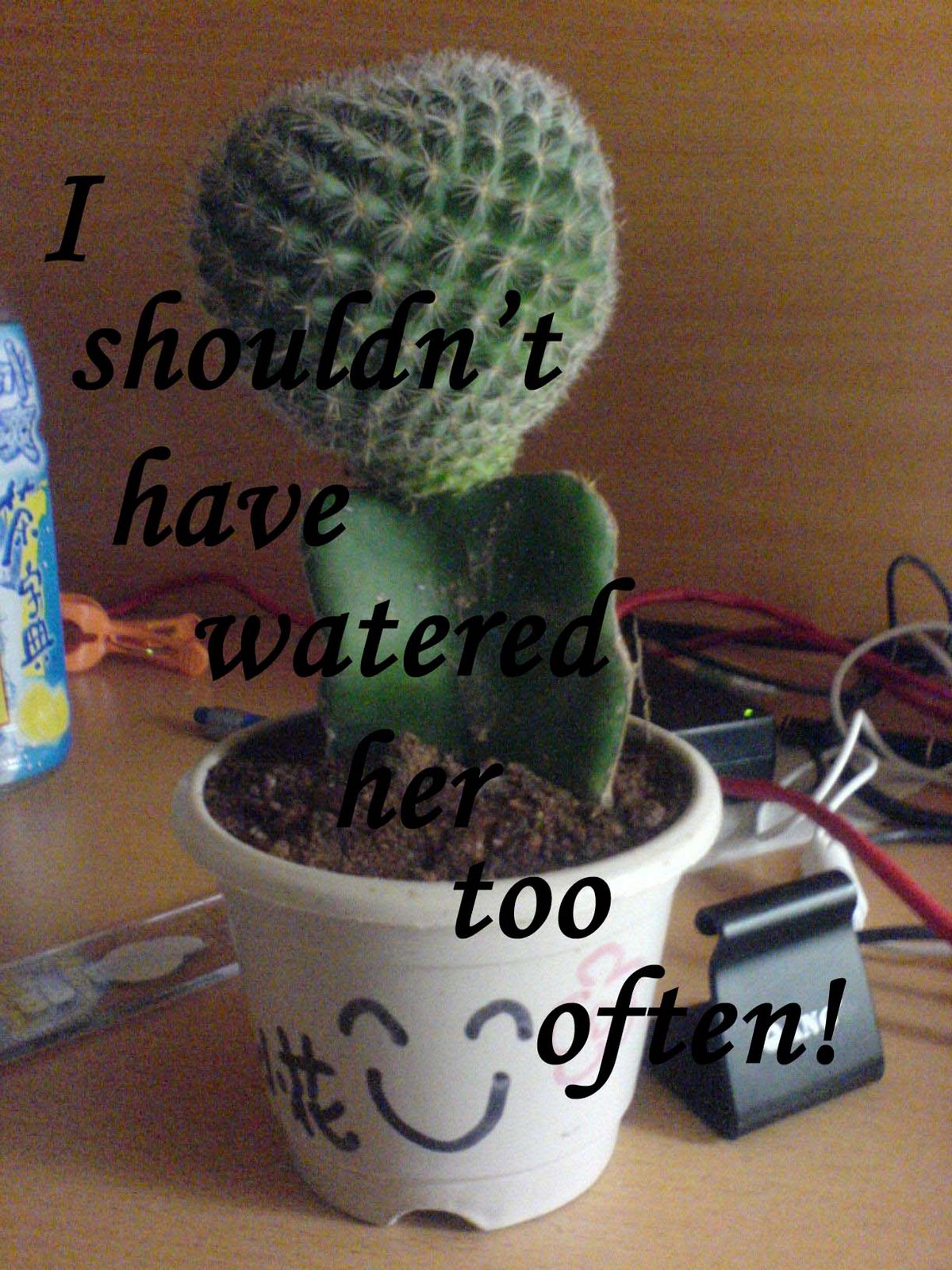 [i+shouldn't+have+watered+her+too+often副本.jpg]