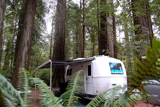 Pete And The Wonder Egg So Many Redwoods So Little Time