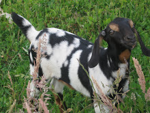 Ex - World's Prettiest Goat