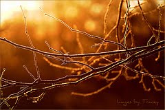 [light+branches.jpg]