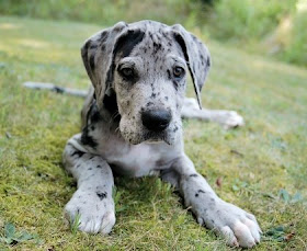 Iamvj The New Arrival Spotted Great Dane Puppy New Arrival Spotted Great Dane Puppy