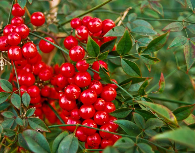 Augusta Daily Photo Honeysuckle Berries