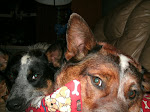Two Crazy Cattle Dogs