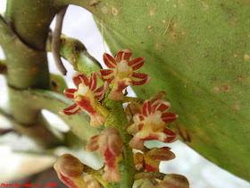 Tuffaahaati Anggrek Spesies Sumatera Robiquetia Spatulata