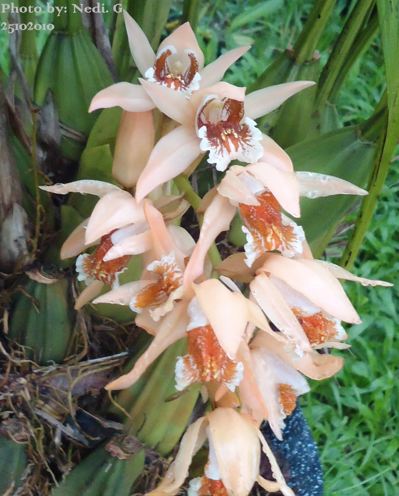 Tuffaahaati Anggrek Spesies Sumatera Coelogyne Asperata