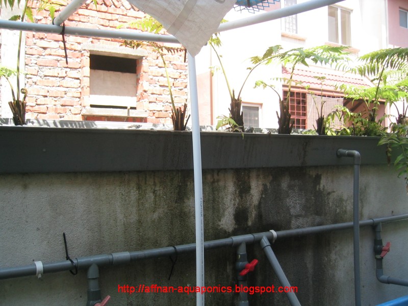 Affnan's Aquaponics: Potted Media Base Gutter Growbed Siphon Flood & Drain.