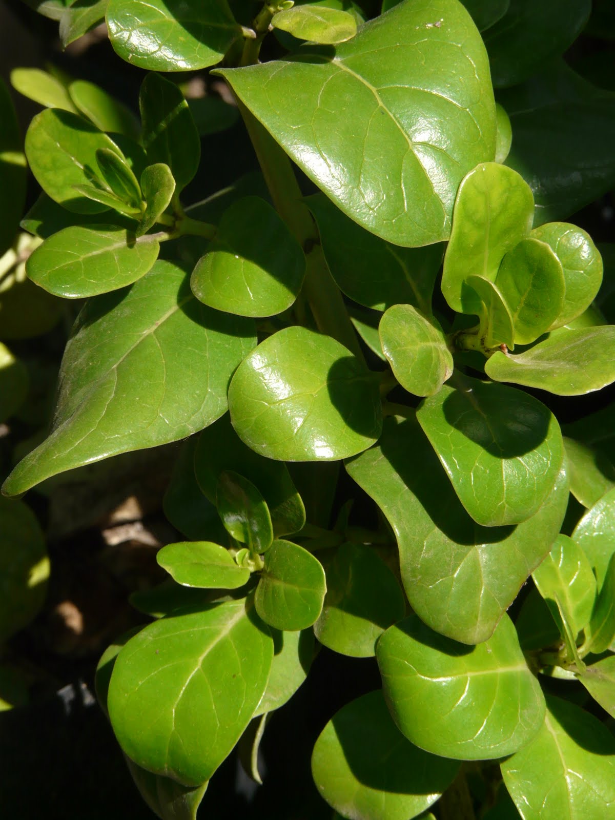 http://4.bp.blogspot.com/_kk0grGamge4/Sw51YimlQPI/AAAAAAAAABE/-49-fpVh2po/s1600/COPROSMA.jpg