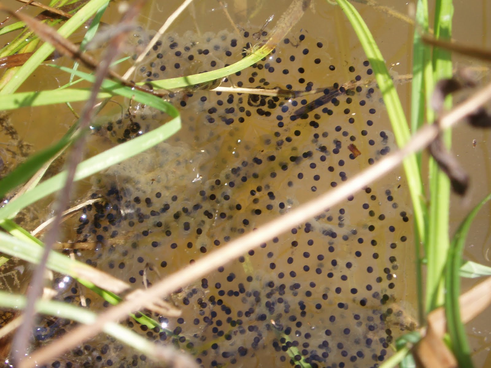 flux biota.
