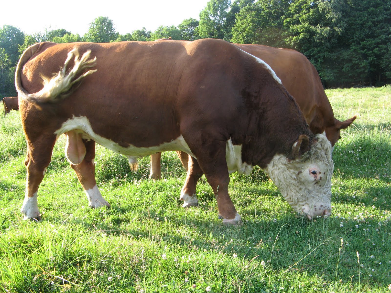 большая быки мире. кианская порода коров. браман порода. самые большие быки. бычки шароле.