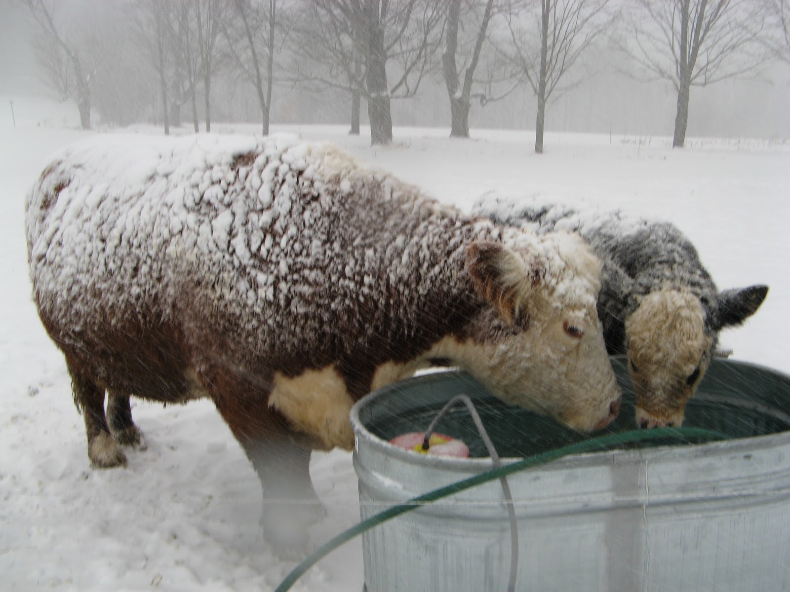 Animal Instinct A Blizzard of Free Fertilizer