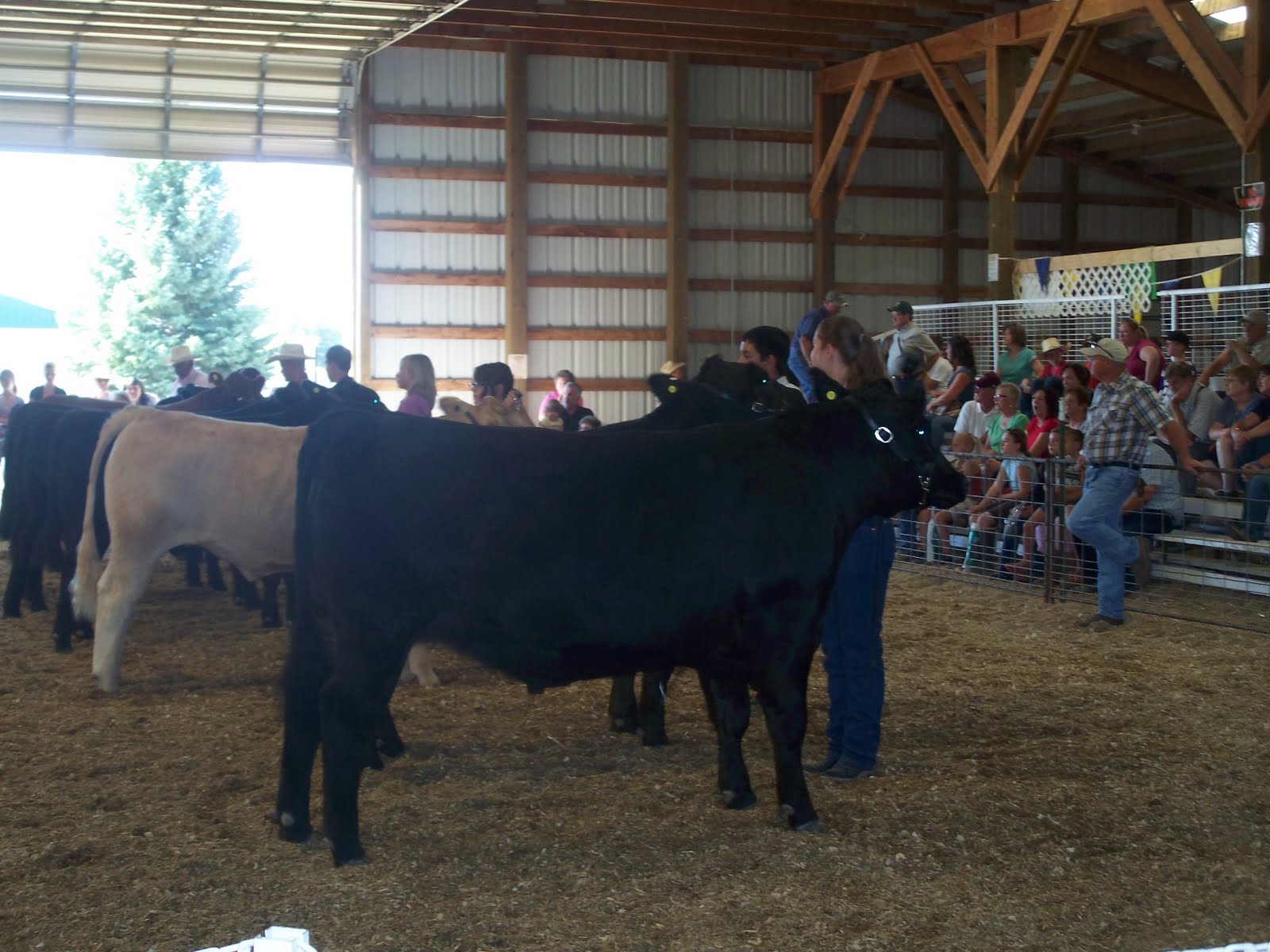 Blissfully Natural Cora 2010 Gooding County Fair