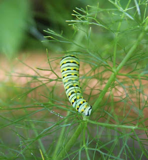 photographs - swallowtail caterpillar