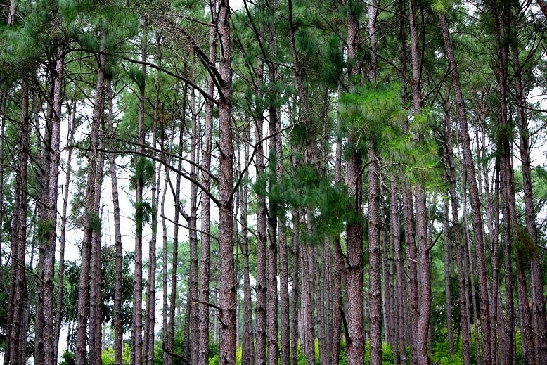 places to visit in daringbadi