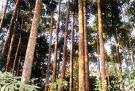 Hutan sengon di Lumbang