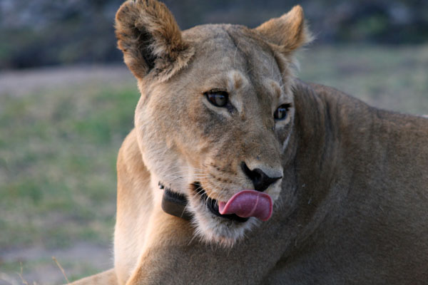 [Lion's+Lick_Botswana+2006.jpg]