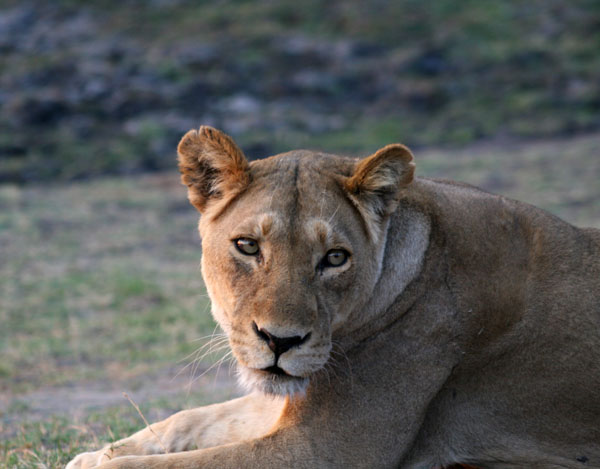 [Lion's+Grace_Botswana_2006.jpg]