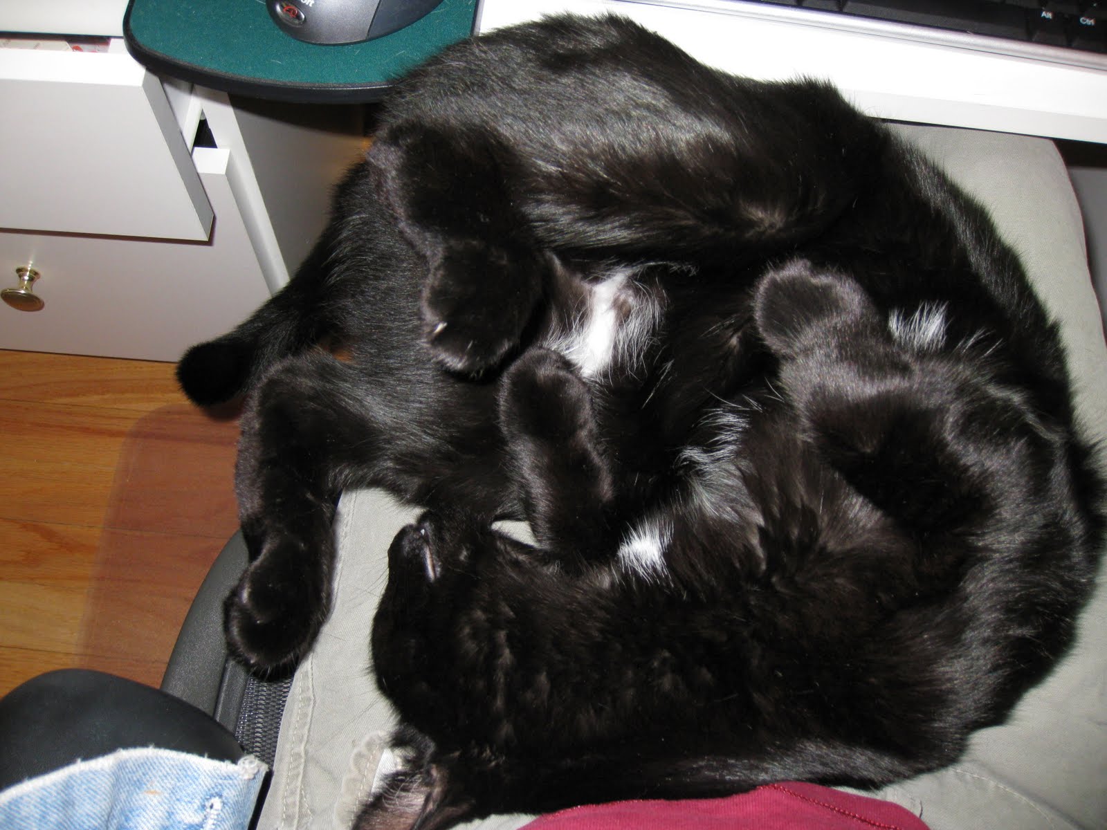 TWO-O: Do I look like a cat bed?!